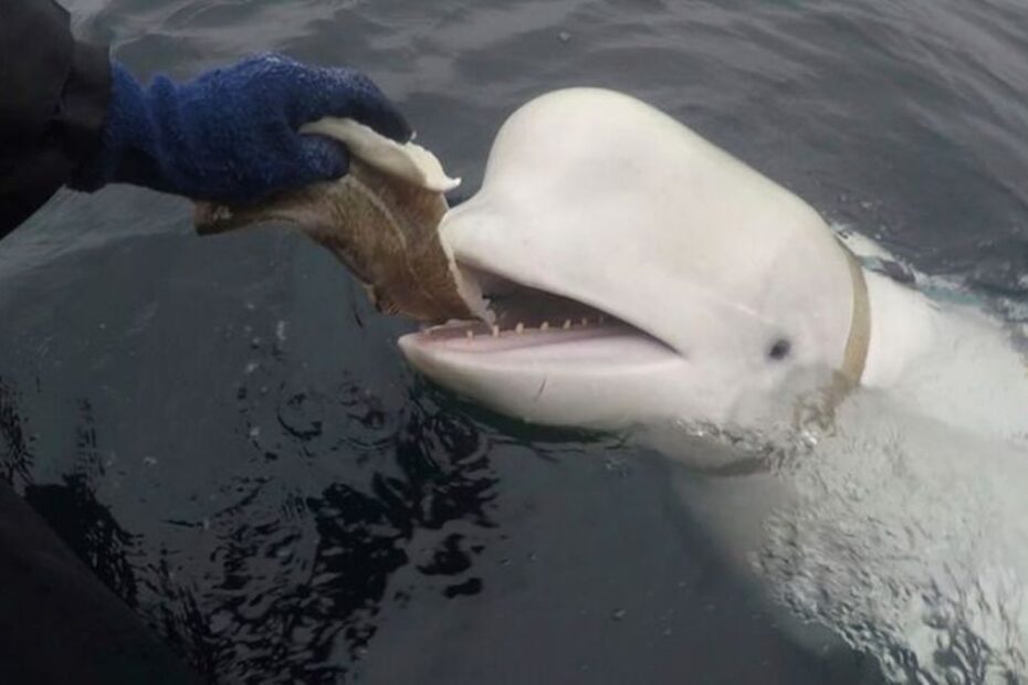 beluga