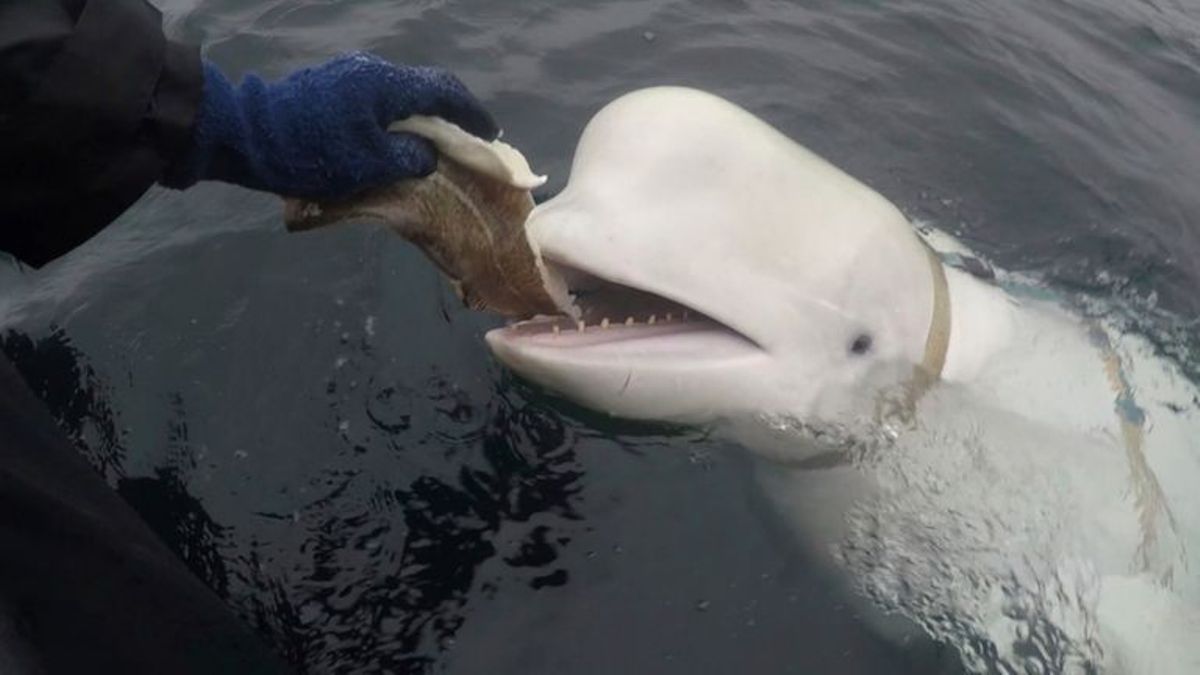 beluga