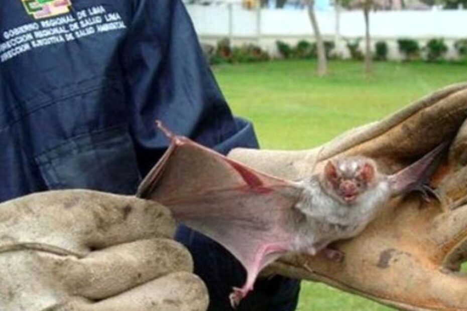 bambino morto morso pipistrello