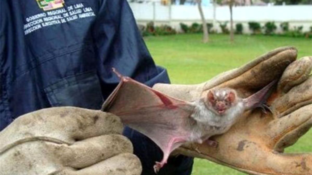 bambino morto morso pipistrello