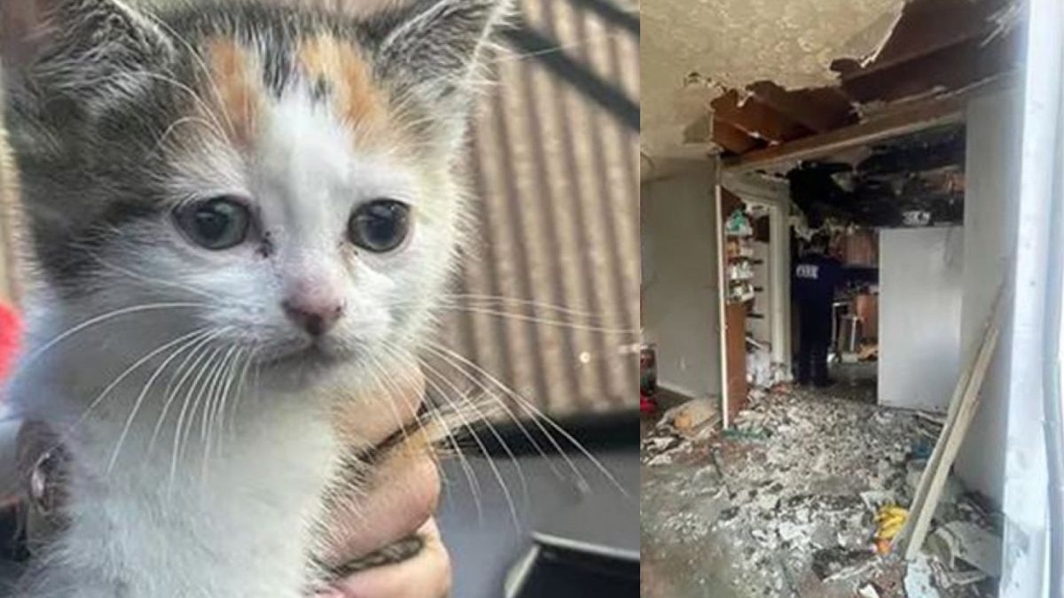 gatto salva famiglia incendio