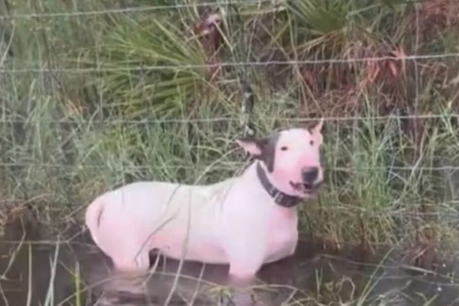 Milton legano cane rete