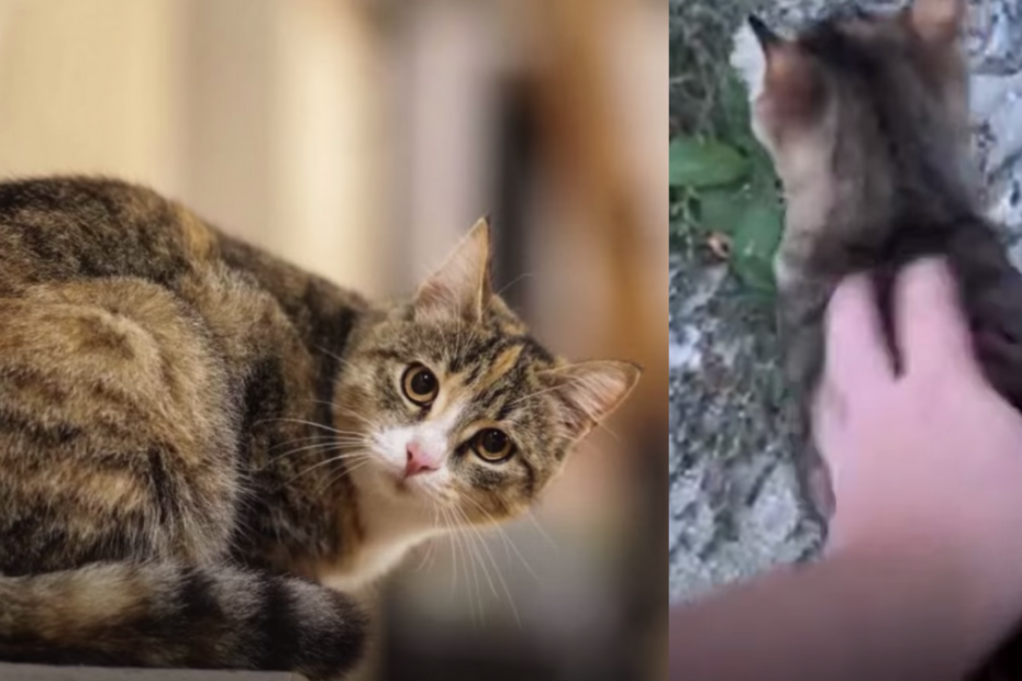 gattina stecchini