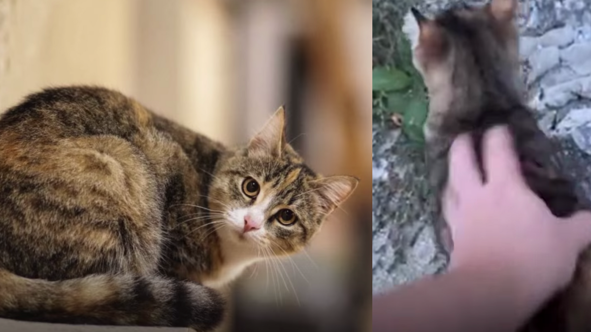 gattina stecchini