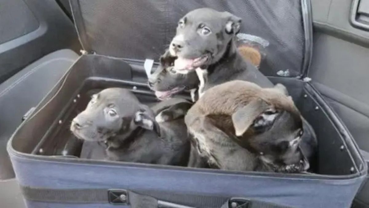 Pescara cani chiusi valigie
