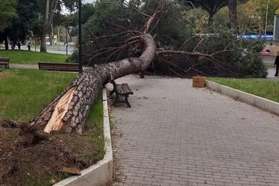 Roma pino crolla piazza Navigatori
