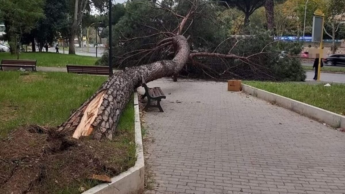 Roma pino crolla piazza Navigatori