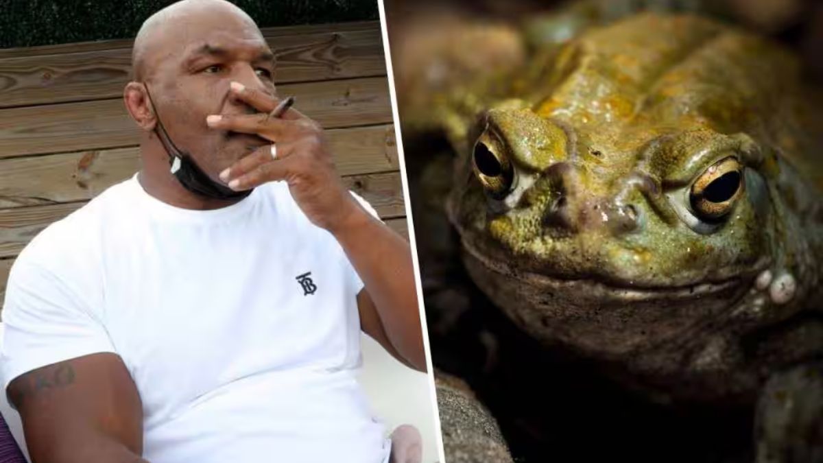 Mike Tyson veleno rospo