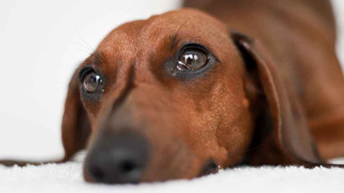 Bassotto sospetti dog sitter