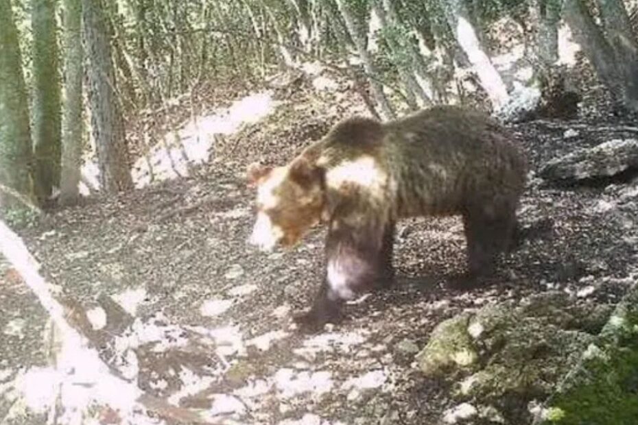 Trentino abbattuto orso M91
