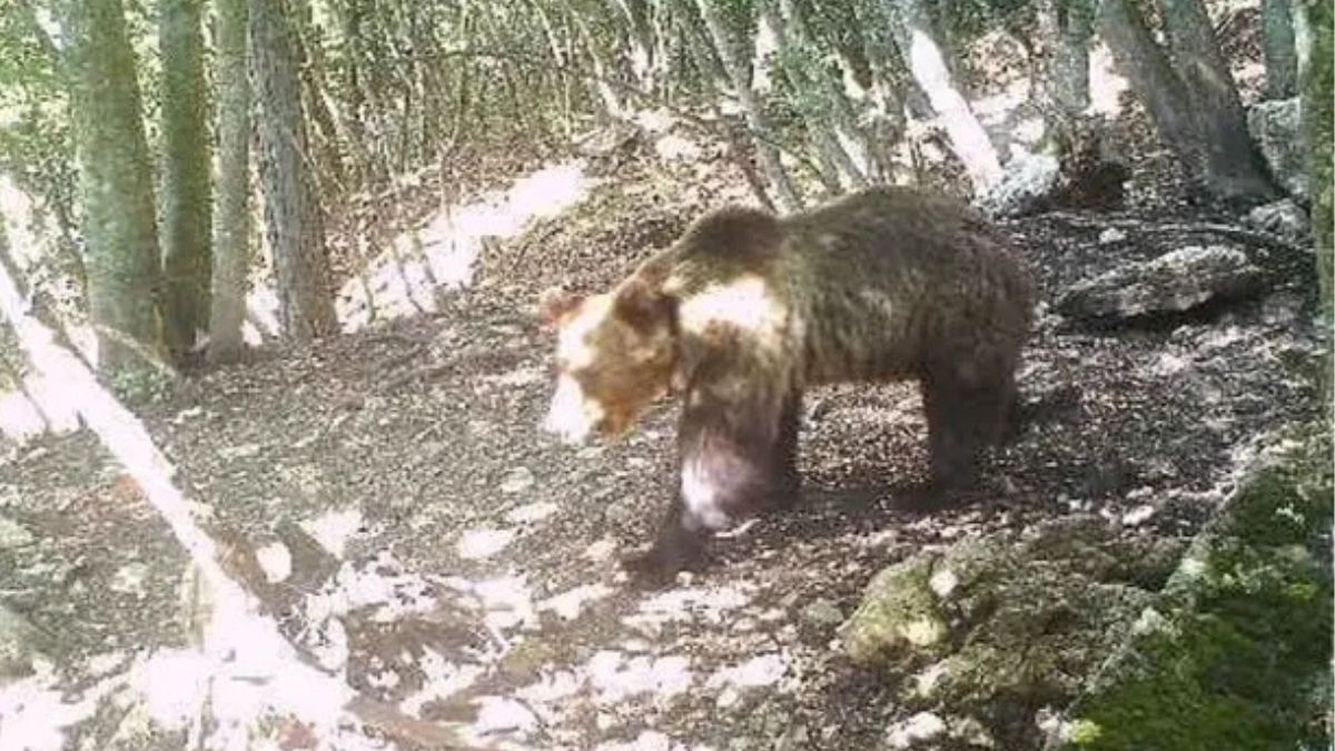 Trentino abbattuto orso M91