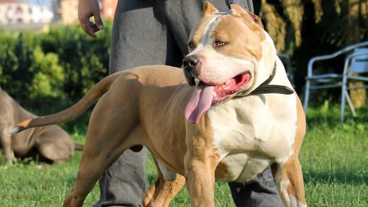 California bambina sbranata cani