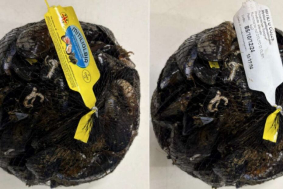 escherichia coli cozze Sardegna