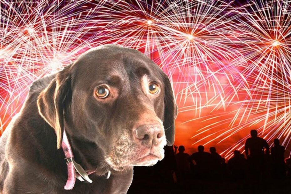 Capodanno animali