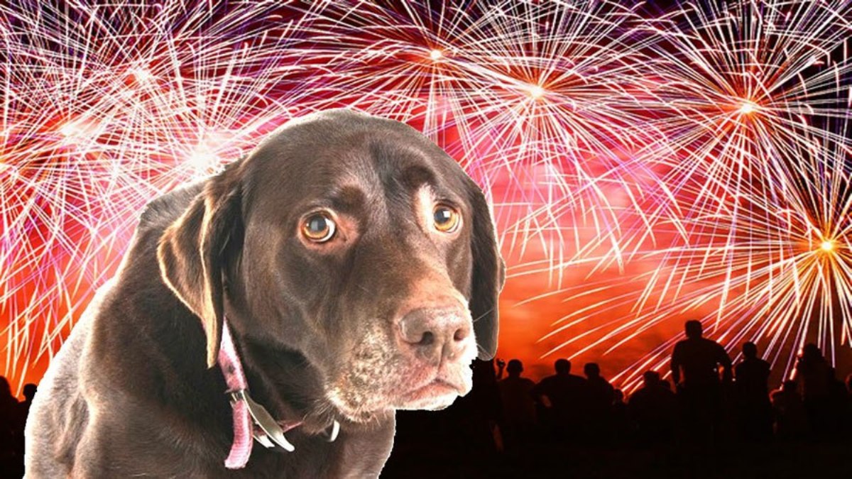 Capodanno animali