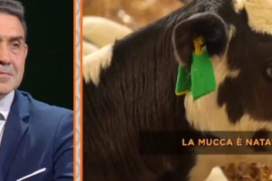generale Vannacci mucche flatulenze