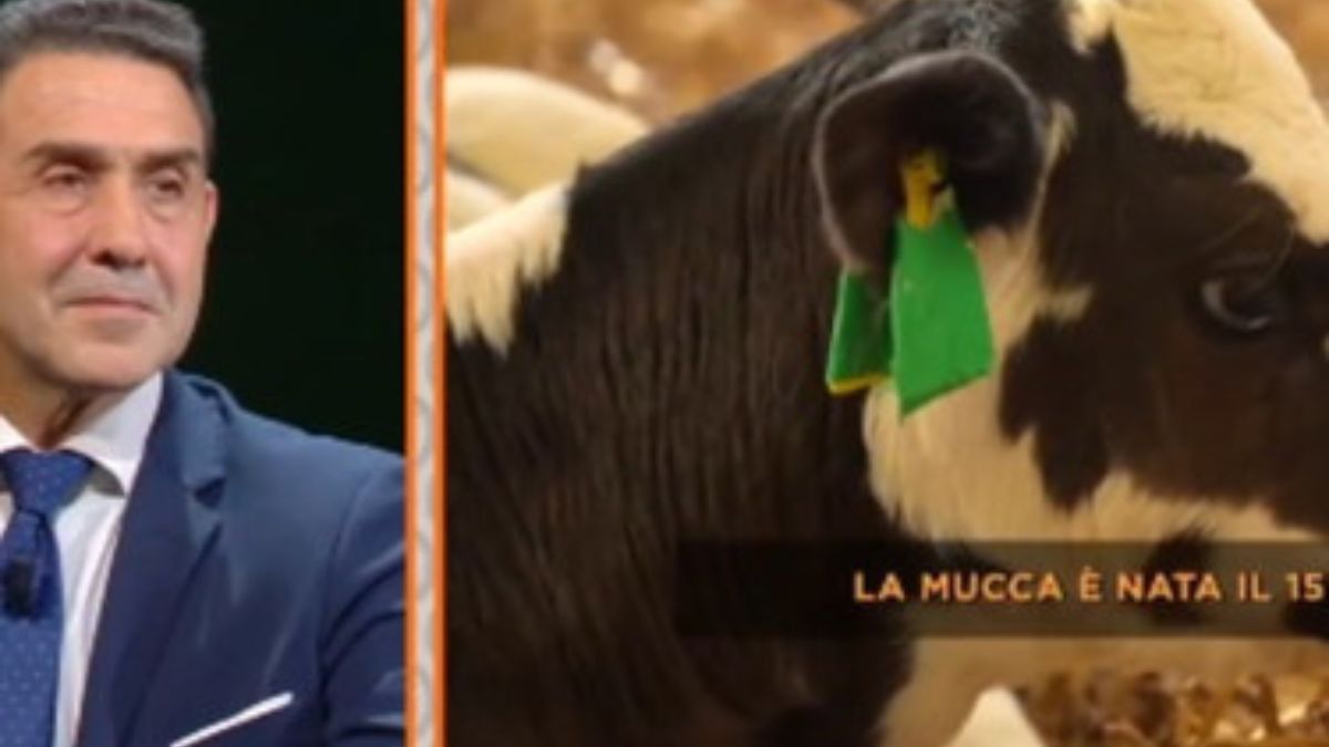 generale Vannacci mucche flatulenze