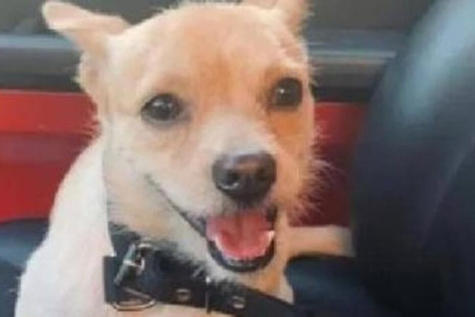 Cane scomparso Palermitano impiccato