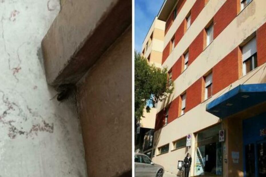 Ancona blatte bimbo ospedale