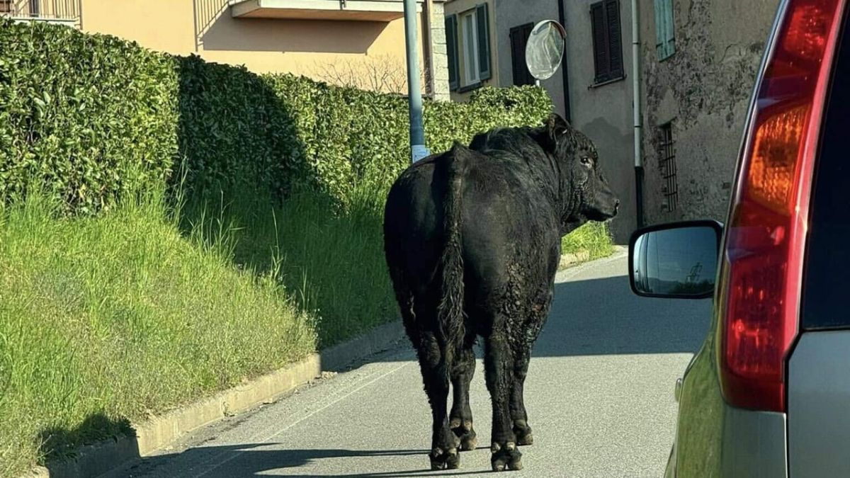 Lecco toro scappa macello