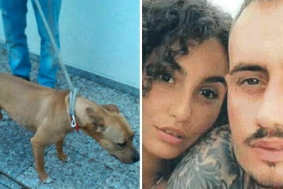 Giulia sbranata pitbull canile