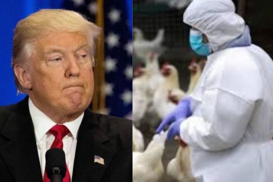 aviaria Trump virologi pandemia