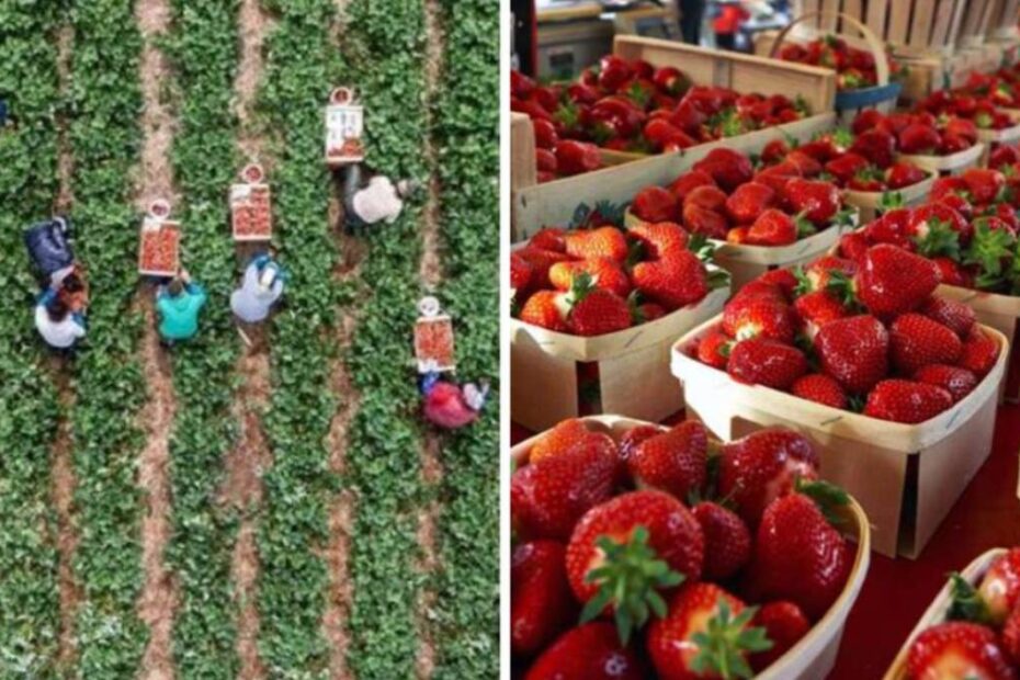 fragole
