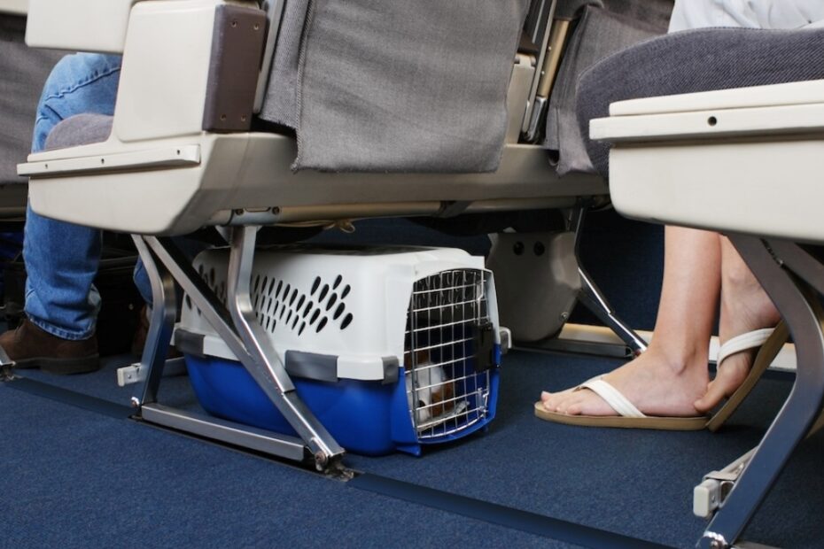 animali sull'aereo