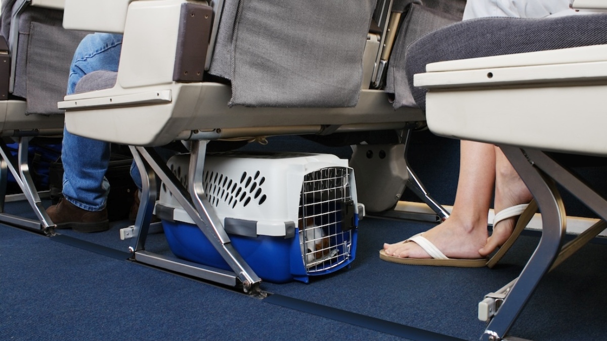 animali sull'aereo