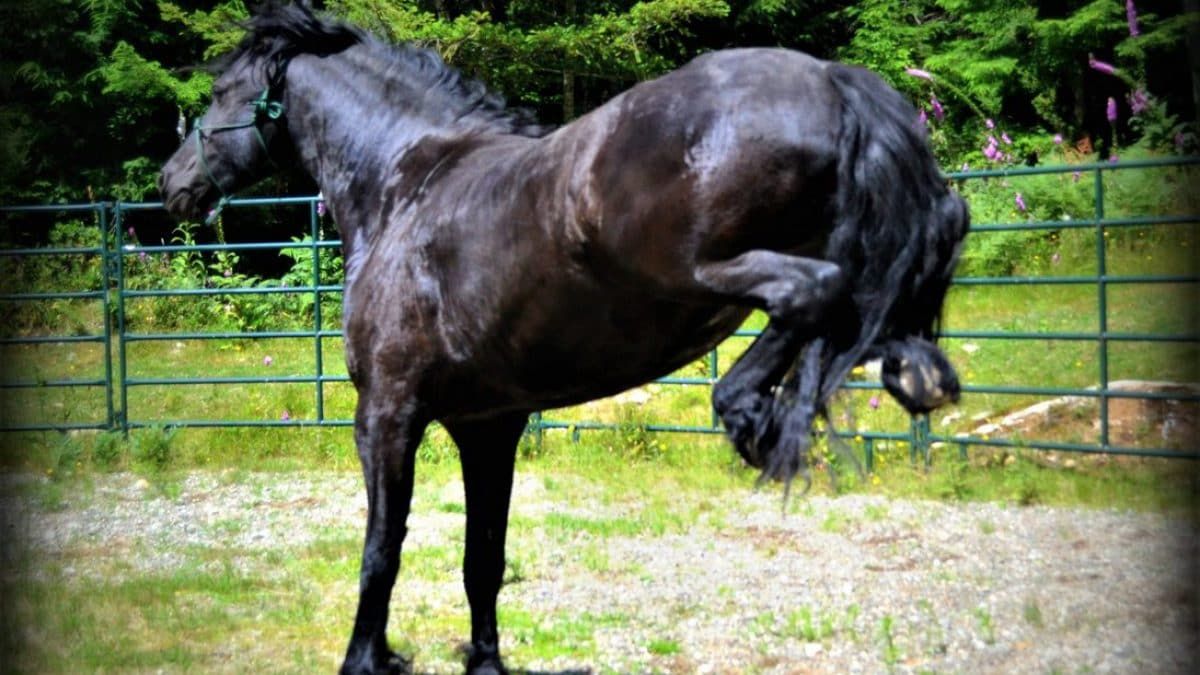 Orrore in Italia, ucciso così dal suo stesso cavallo: lascia due bambini, agghiacciante Orrore in Italia, ucciso così dal suo stesso cavallo: lascia due bambini, agghiacciante