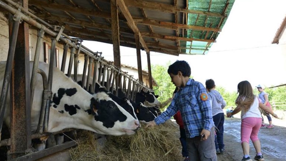 Visita alla fattoria didattica: 74 persone contagiate, tra cui bambini. Sospetto atroce Visita alla fattoria didattica: 74 persone contagiate, tra cui bambini. Sospetto atroce