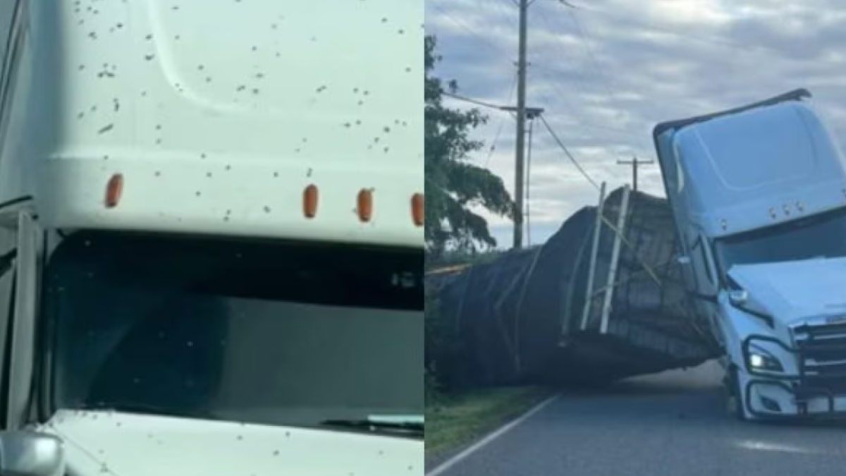 Si ribalta camion con 30 tonnellate di alveari: liberate 250 milioni di api Si ribalta camion con 30 tonnellate di alveari: liberate 250 milioni di api