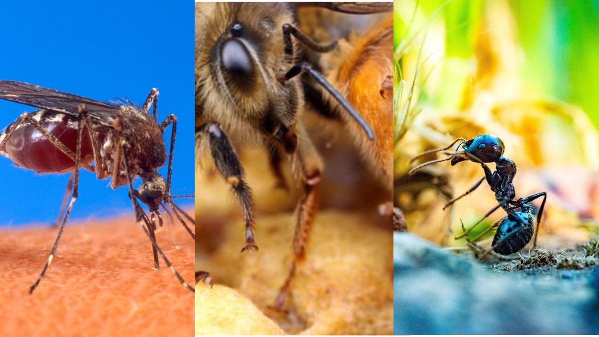 “Fate attenzione a questi animali”. Sono i più pericolosi per l’uomo: gli esperti spiegano perché “Fate attenzione a questi animali”. Sono i più pericolosi per l’uomo: gli esperti spiegano perché