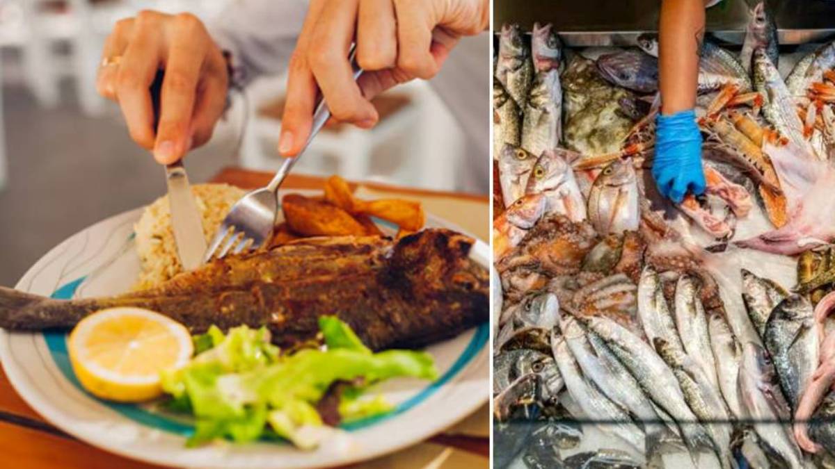 Mercurio nel pesce, quali sono le specie che ne contengono di più e come ridurre il rischio Mercurio nel pesce, quali sono le specie che ne contengono di più e come ridurre il rischio