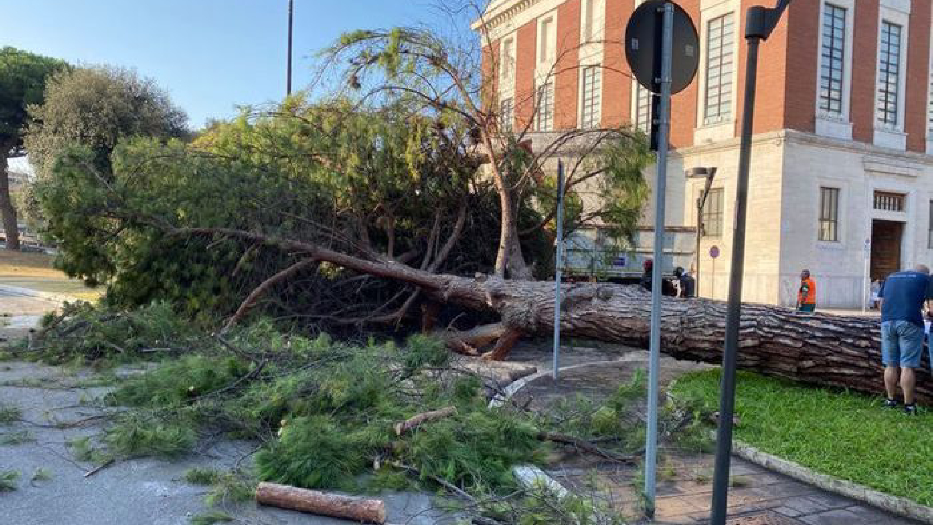 Maltempo, un albero lo travolge: la morte in un attimo Maltempo, un albero lo travolge: la morte in un attimo