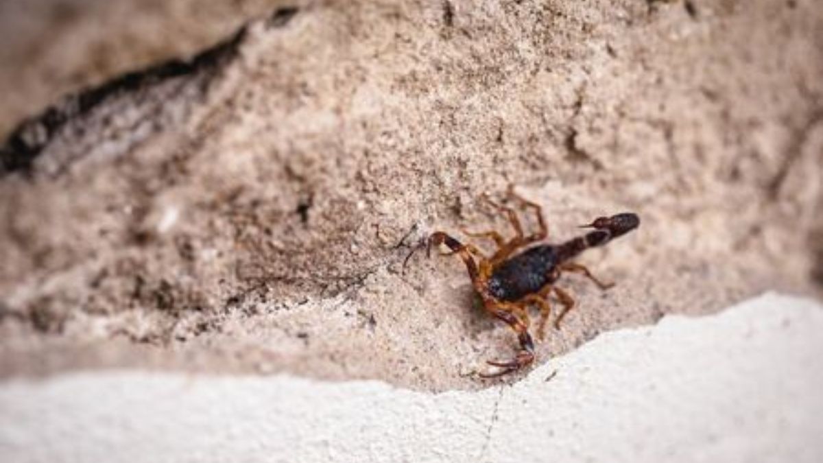 Invasione di scorpioni nelle città, colpiti anche i bambini: è allarme Invasione di scorpioni nelle città, colpiti anche i bambini: è allarme