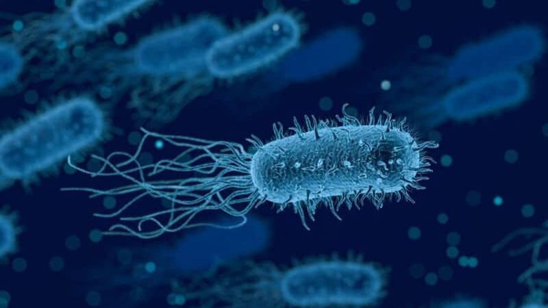 Batteri al microscopio