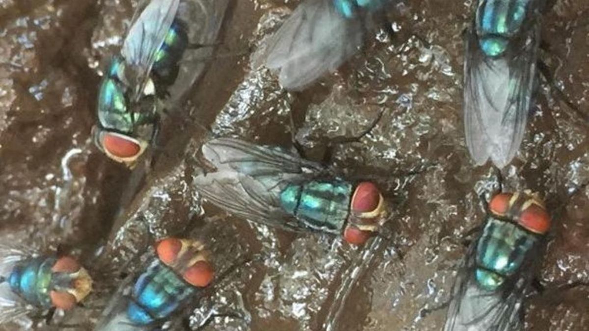 Orribile flagello: è allarme larve mangiauomini, la corsa per fermarle