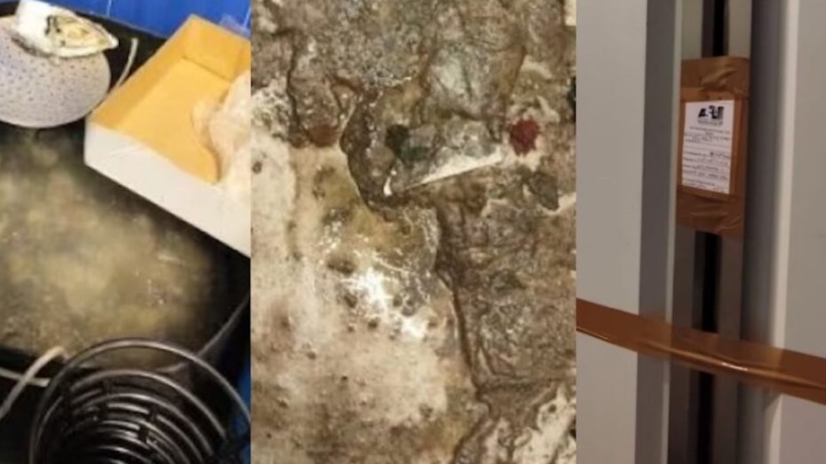 “Cibo sequestrato e lavoratori in nero”, il ristorante degli influencer finisce nei guai “Cibo sequestrato e lavoratori in nero”, il ristorante degli influencer finisce nei guai