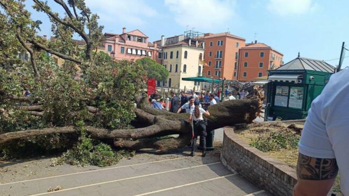 Italia, albero cade sulla folla di turisti: è tragedia. E la gente si fa i selfie