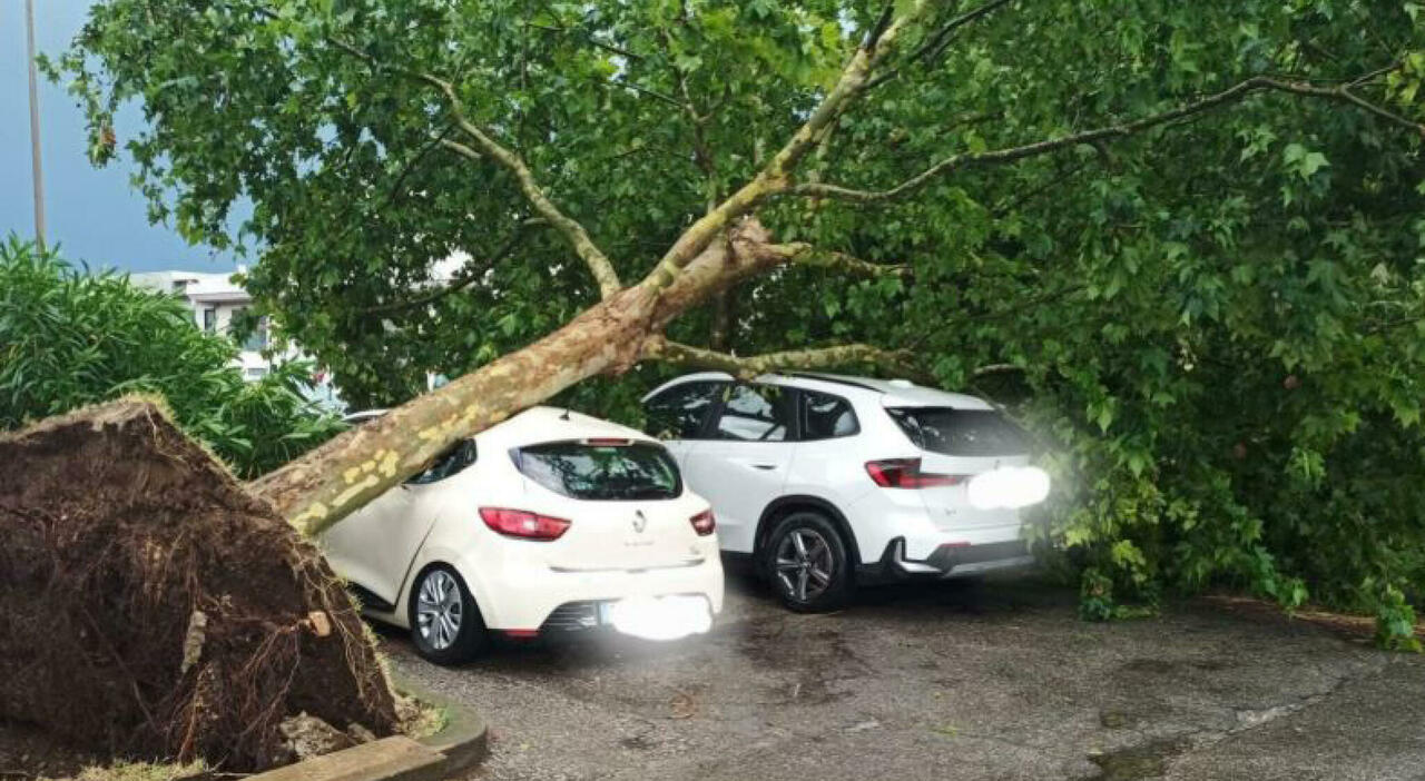 Tempesta improvvisa sull’Italia: gli alberi cadono sulle auto, vento spaventoso Tempesta improvvisa sull’Italia: gli alberi cadono sulle auto, vento spaventoso