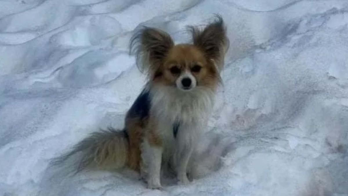 Cade in un crepaccio, lo salva il suo Chihuahua: la storia incredibile Cade in un crepaccio, lo salva il suo Chihuahua: la storia incredibile