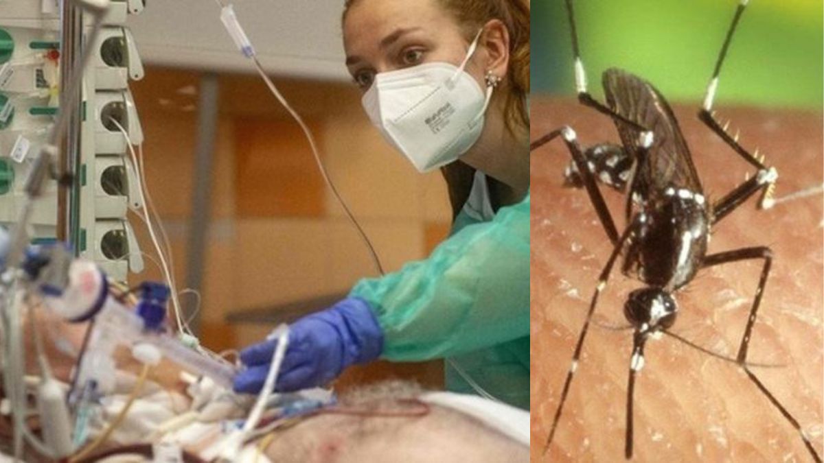 virus west nile seconda vittima nel lazio muore un uomo di 77 anni