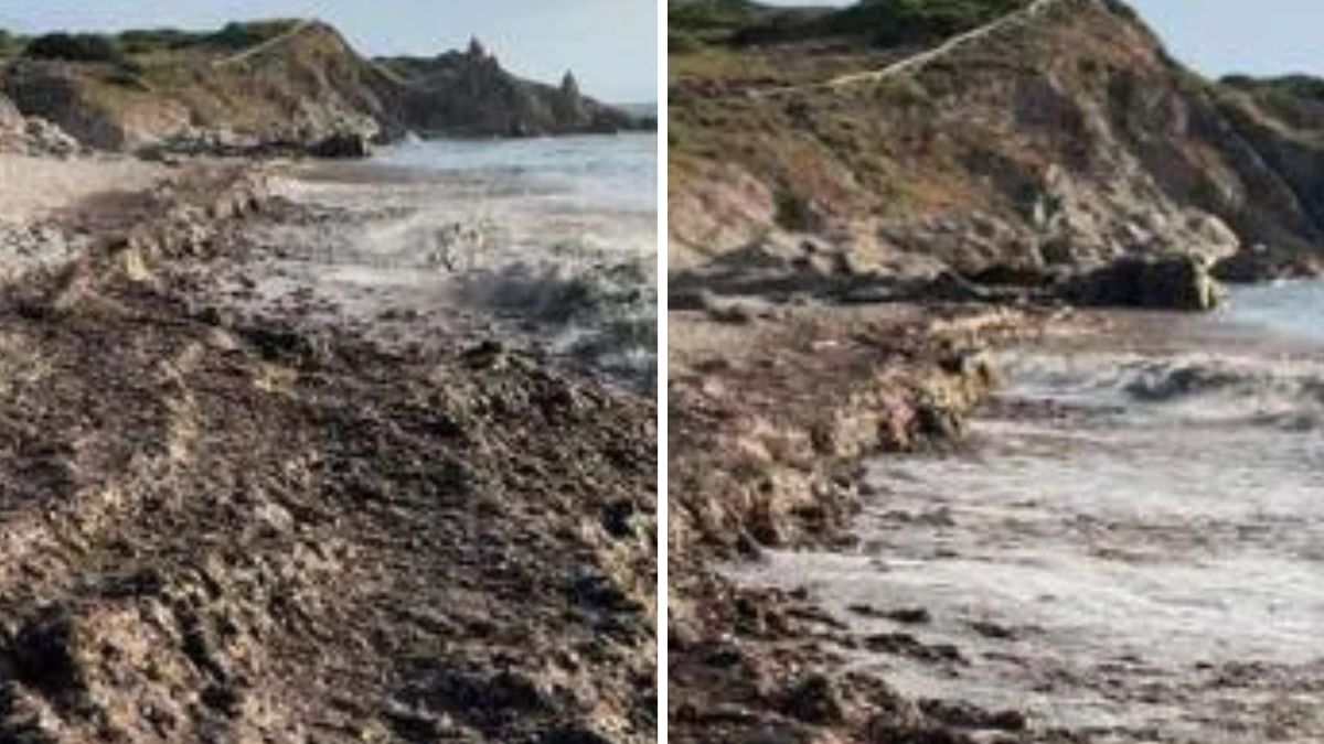 le alghe inghiottono la spiaggia de 8216la sirenetta8217 un disastro tutto italiano