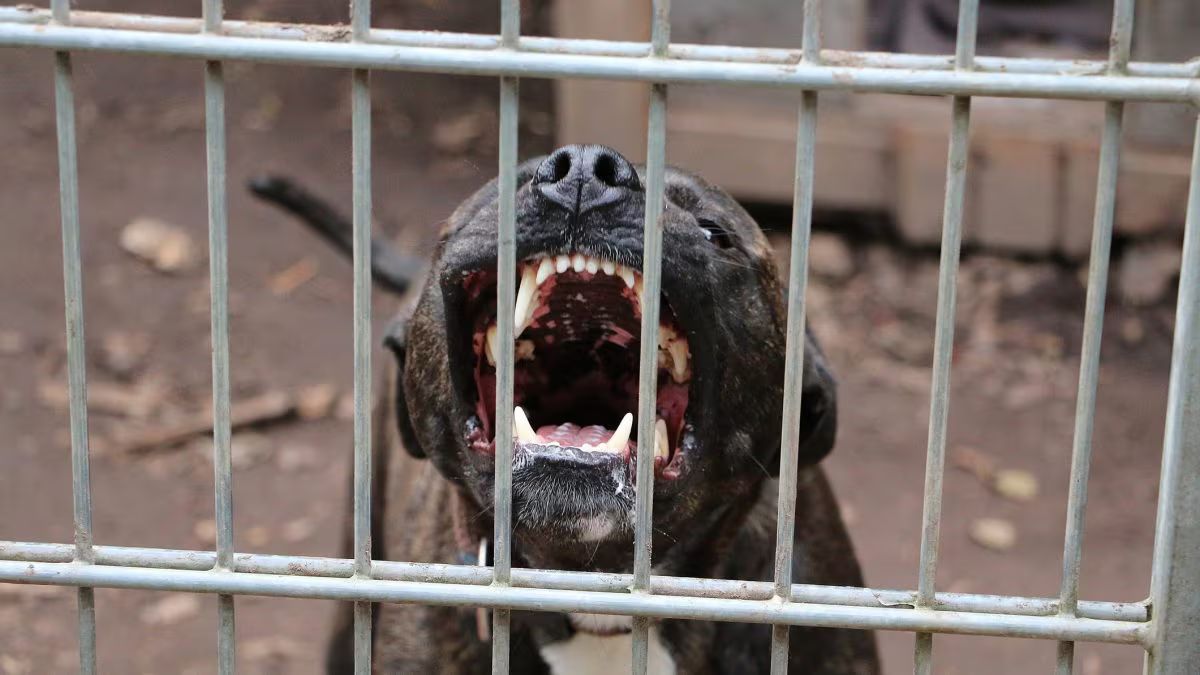 Pitbull azzanna un bimbo di soli 4 anni, tragedia orribile in Italia: cane e padroni in fuga Pitbull azzanna un bimbo di soli 4 anni, tragedia orribile in Italia: cane e padroni in fuga