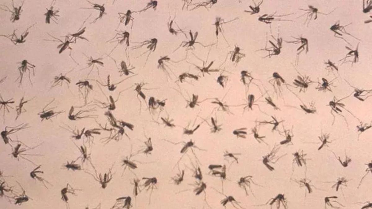 “Non ce l’ha fatta”. West Nile, un altro morto in Italia: terribile, chi è la vittima “Non ce l’ha fatta”. West Nile, un altro morto in Italia: terribile, chi è la vittima