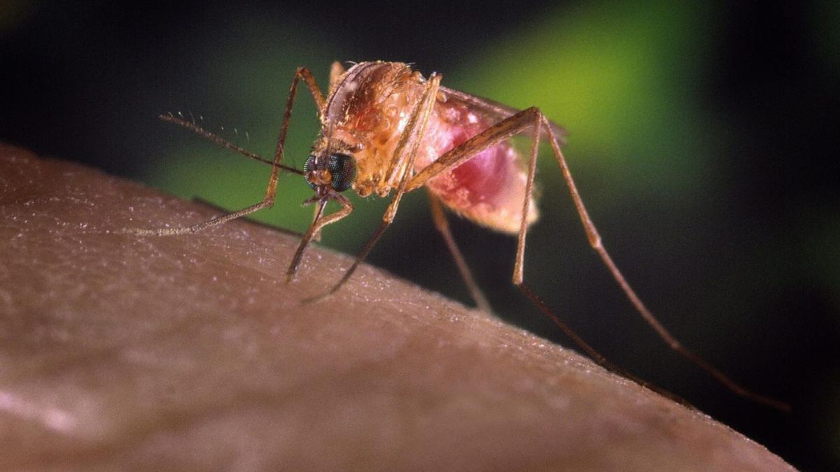 quando dovete chiamare il medico west nile casi in aumento in italia cosa fare