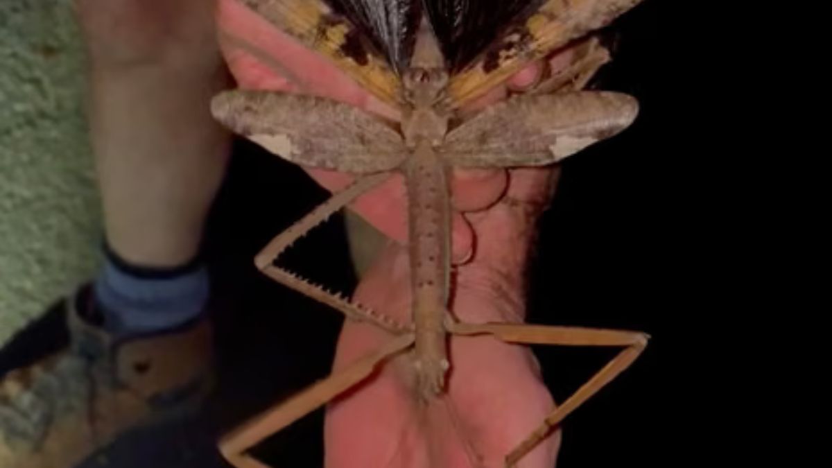“L’insetto più pesante al mondo”. Scoperta una specie mai vista: le immagini, incredibili “L’insetto più pesante al mondo”. Scoperta una specie mai vista: le immagini, incredibili