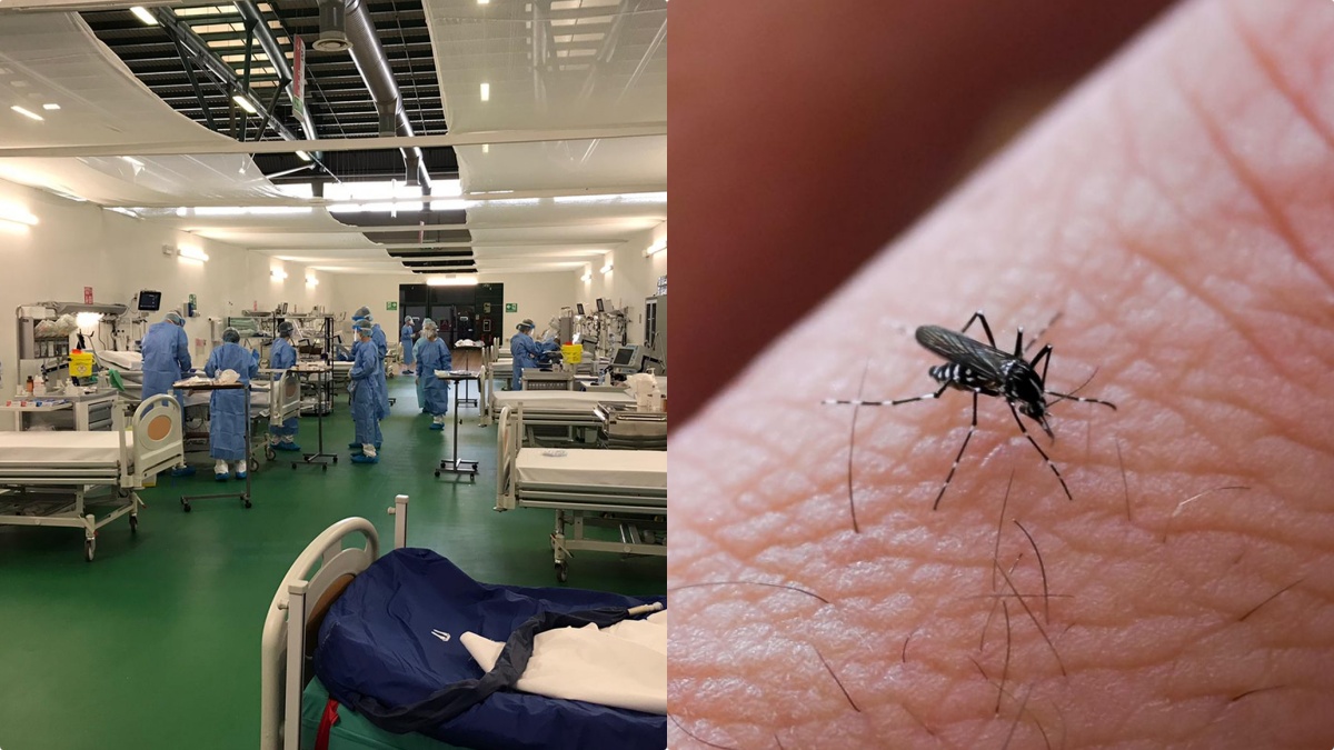 west nile impennata di contagi in italia tamponi e limitazioni la decisione del ministero