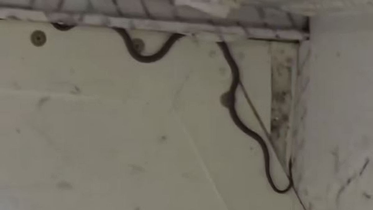 Australia volo serpente bordo